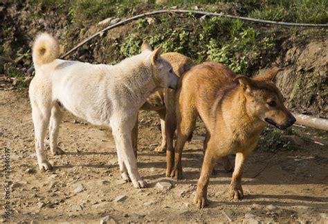 Dog mating 